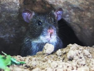 Raticide foudroyant professionnel : quelle efficacité