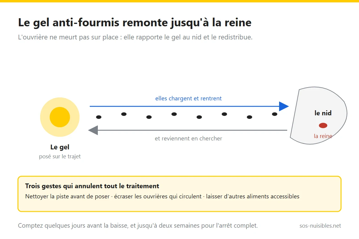 Schéma : les ouvrières rapportent le gel au nid et le redistribuent à la reine