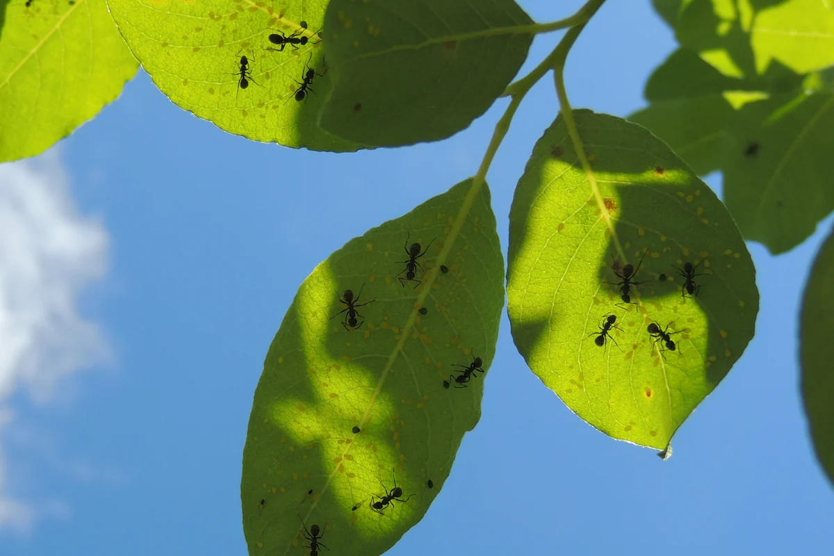 Fourmis et pucerons sur des feuilles vues en contre-jour