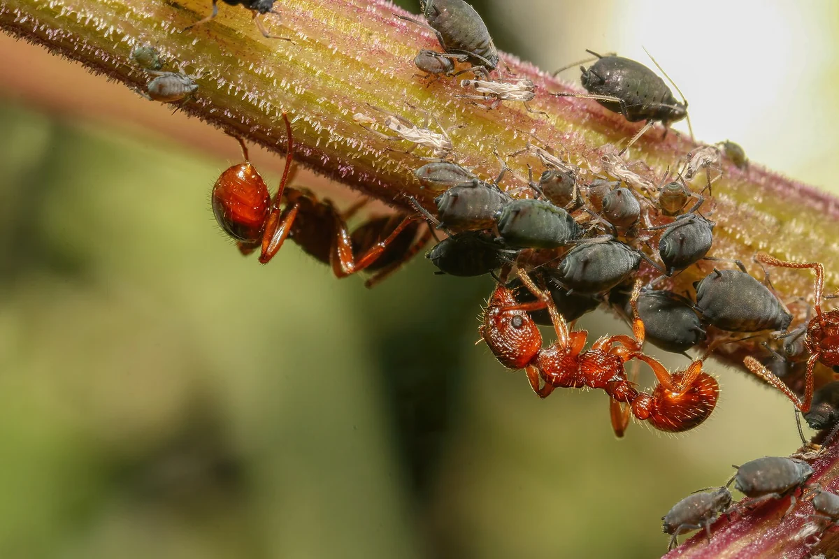 Fourmis rousses gardant une colonie de pucerons sur une tige de plante