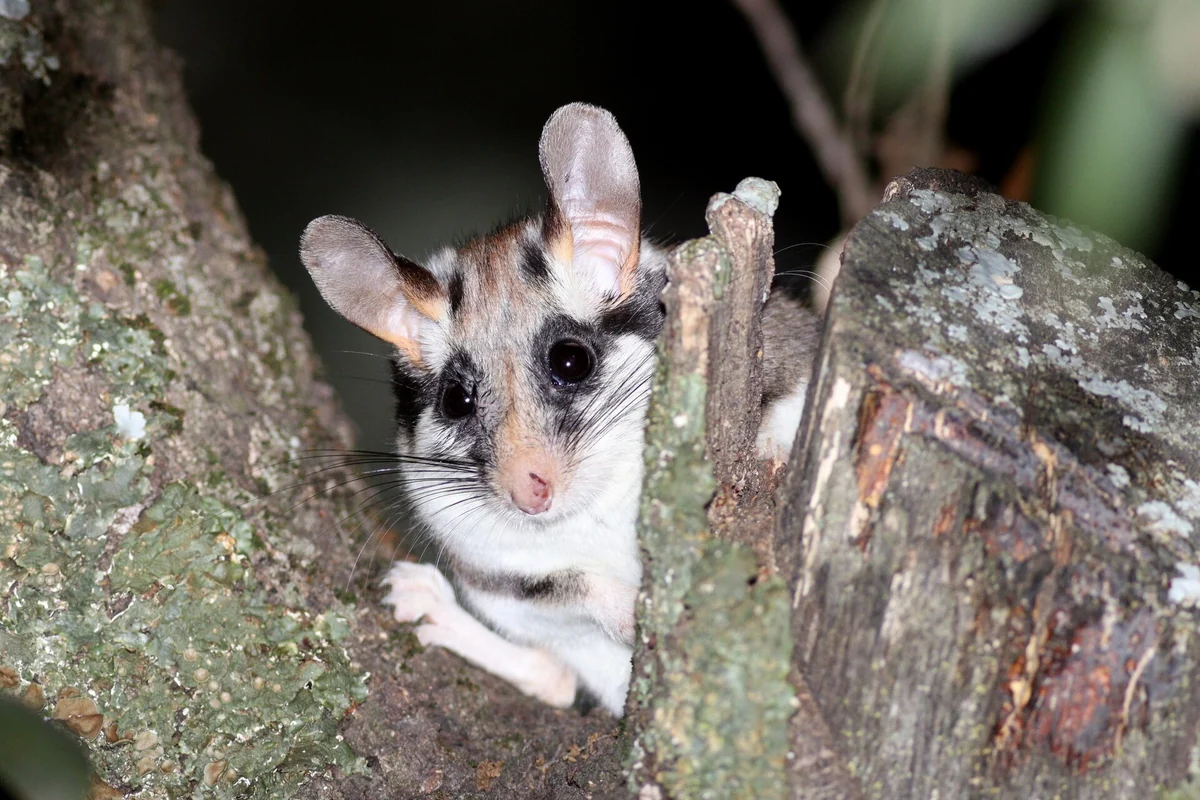 Lérot, ou rat fruitier, reconnaissable au masque noir autour des yeux