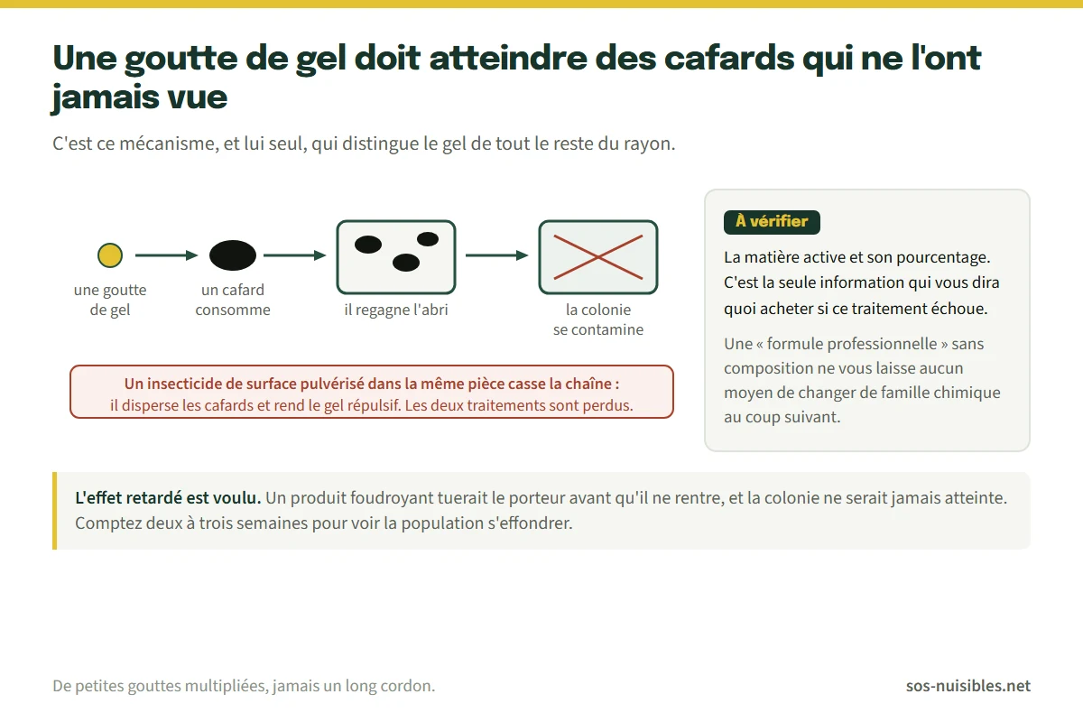 Schéma : la goutte de gel circule du cafard au nid puis à toute la colonie